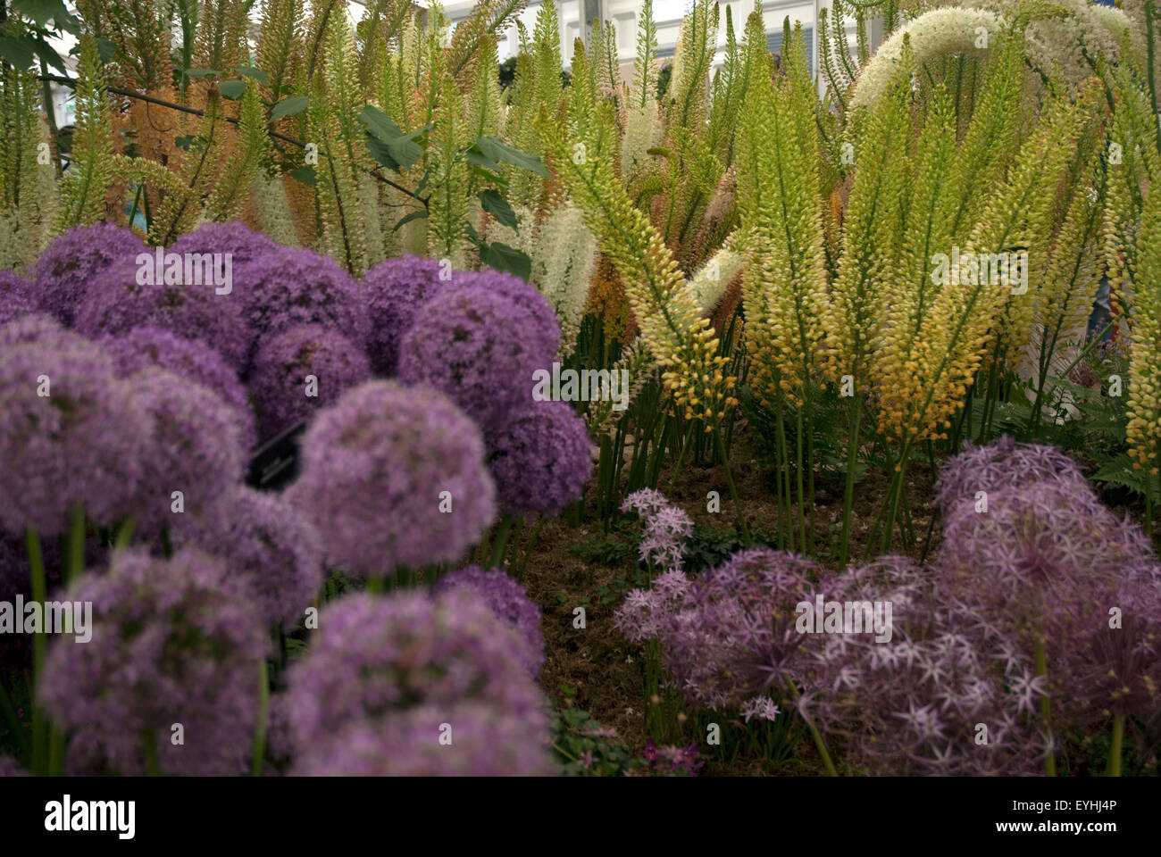 Fuchsschwanz Lilien - Eremurus- und lila Allium blühen im Garten West London, England UK Stockfoto