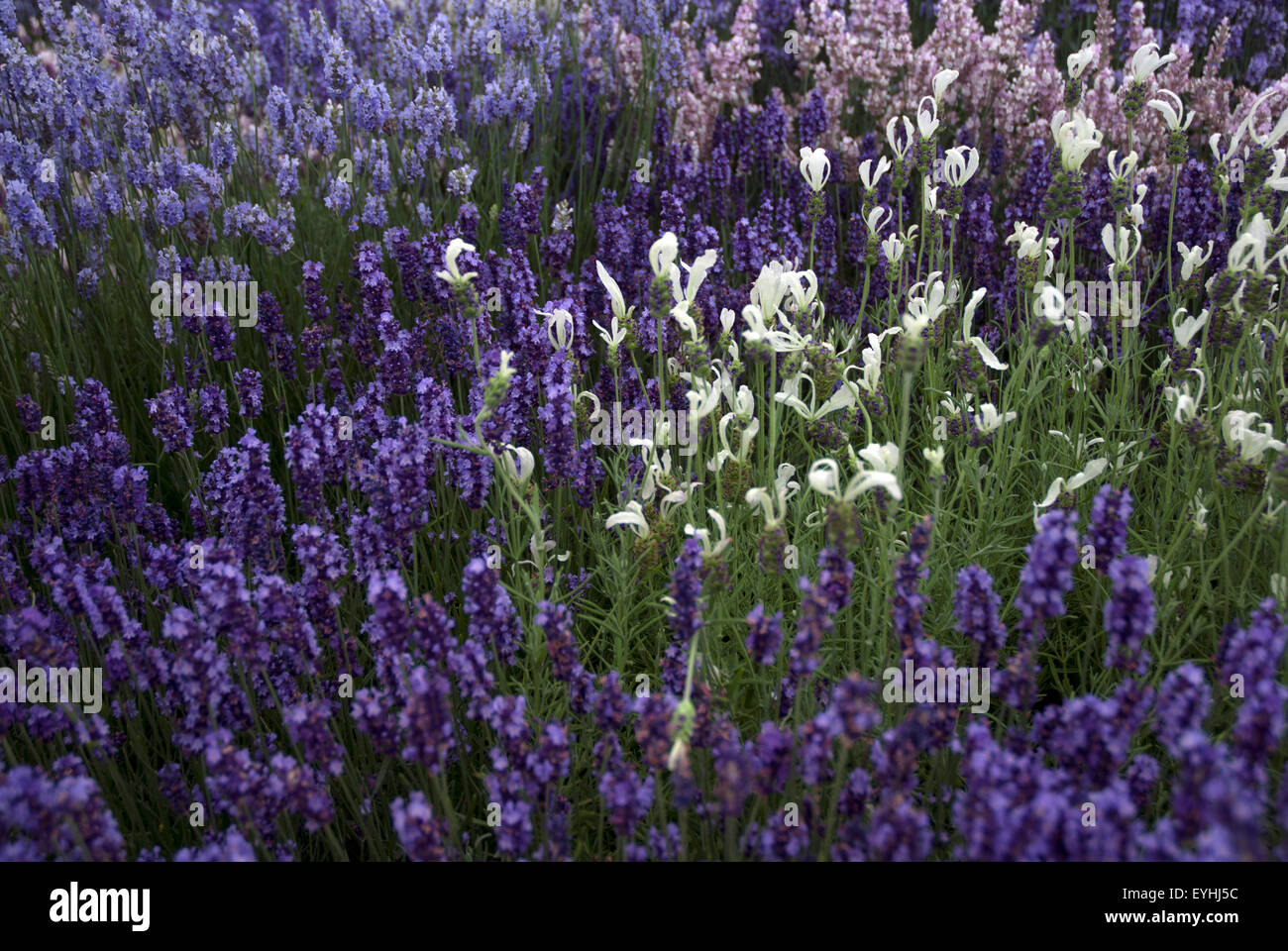 Vielzahl von Lavendelpflanzen, West-London, UK Stockfoto