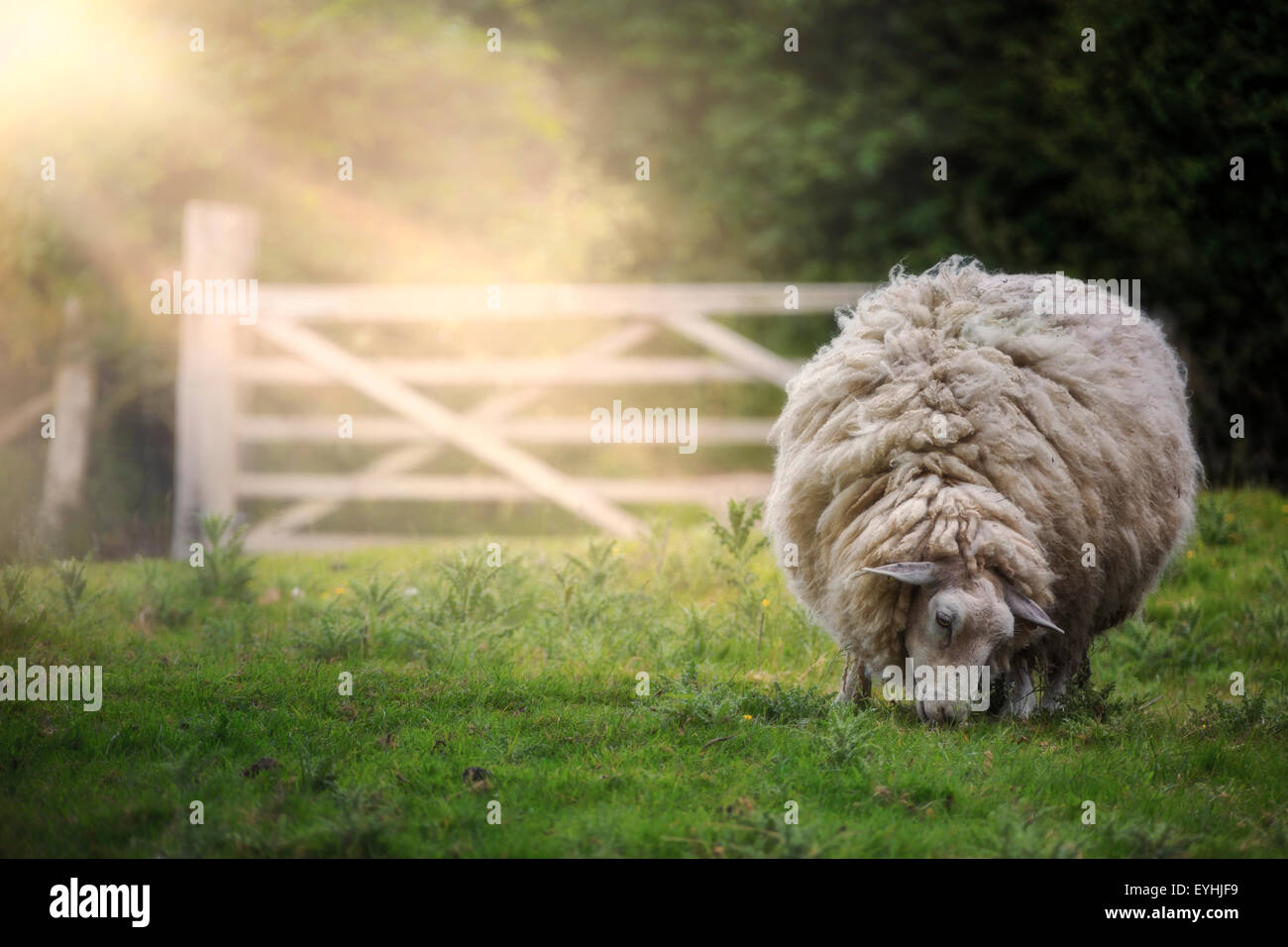 ein Schaf auf einer Wiese weiden Stockfoto