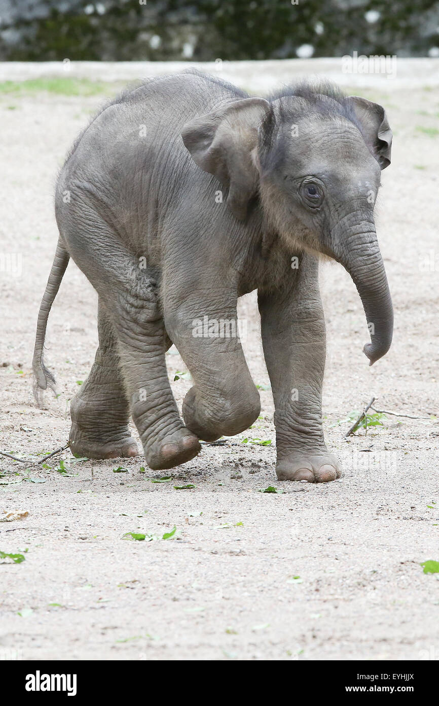 Hamburg, Deutschland. 30. Juli 2015. Die zweieinhalb Wochen alten asiatische Elefanten baby Jessica (Hindi: Geschenk Gottes) seinem Gehege im Zoo Hagenbeck in Hamburg, Deutschland, 30. Juli 2015 untersucht. Einige 10.000 Internet-Nutzer nahmen an der Abstimmung für einen Namen für den jungen Elefanten. Foto: BODO MARKS/Dpa/Alamy Live-Nachrichten Stockfoto