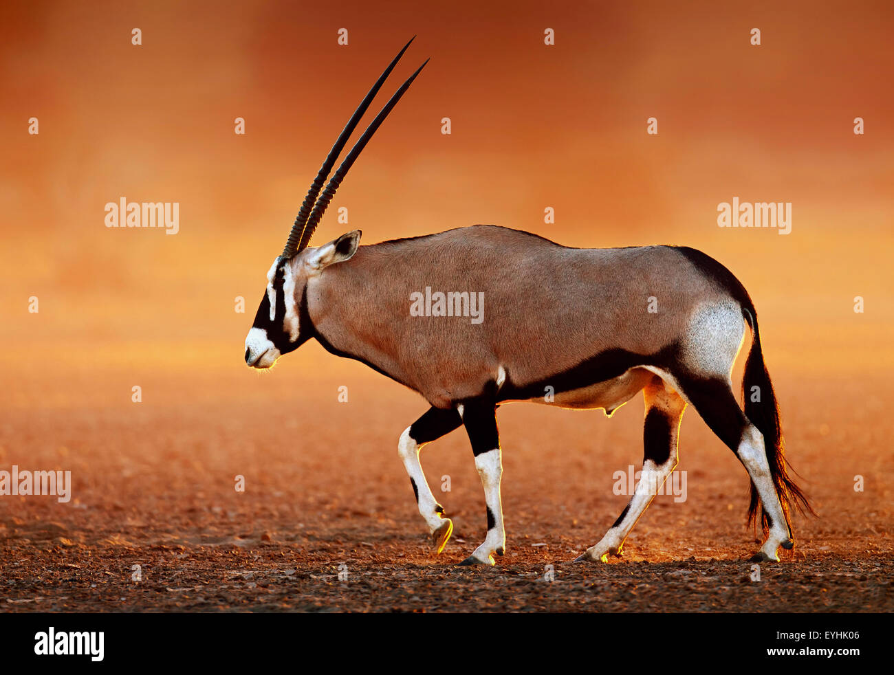 Oryx (Oryx Gazella) auf staubigen Ebenen der Wüste bei Sonnenuntergang.  Kalahari - Südafrika Stockfoto