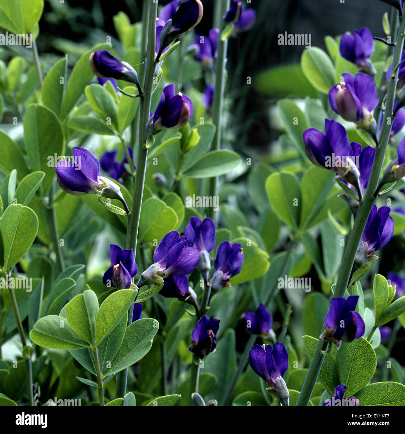 Faerberhuelse, Baptisia Tinctoria, Stockfoto