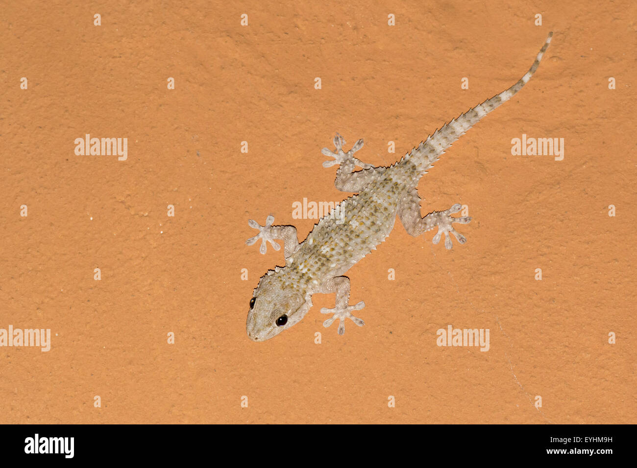 Tarentola Mauritanica, mediterrane Gecko warten auf Mücken an einer  orangefarbenen Decke Stockfotografie - Alamy