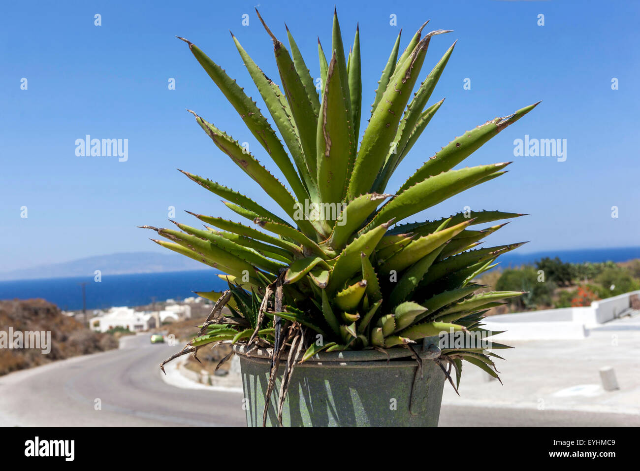 Aloe in Topf, Santorini, Griechische Inseln, Kykladen, Griechenland Stockfoto