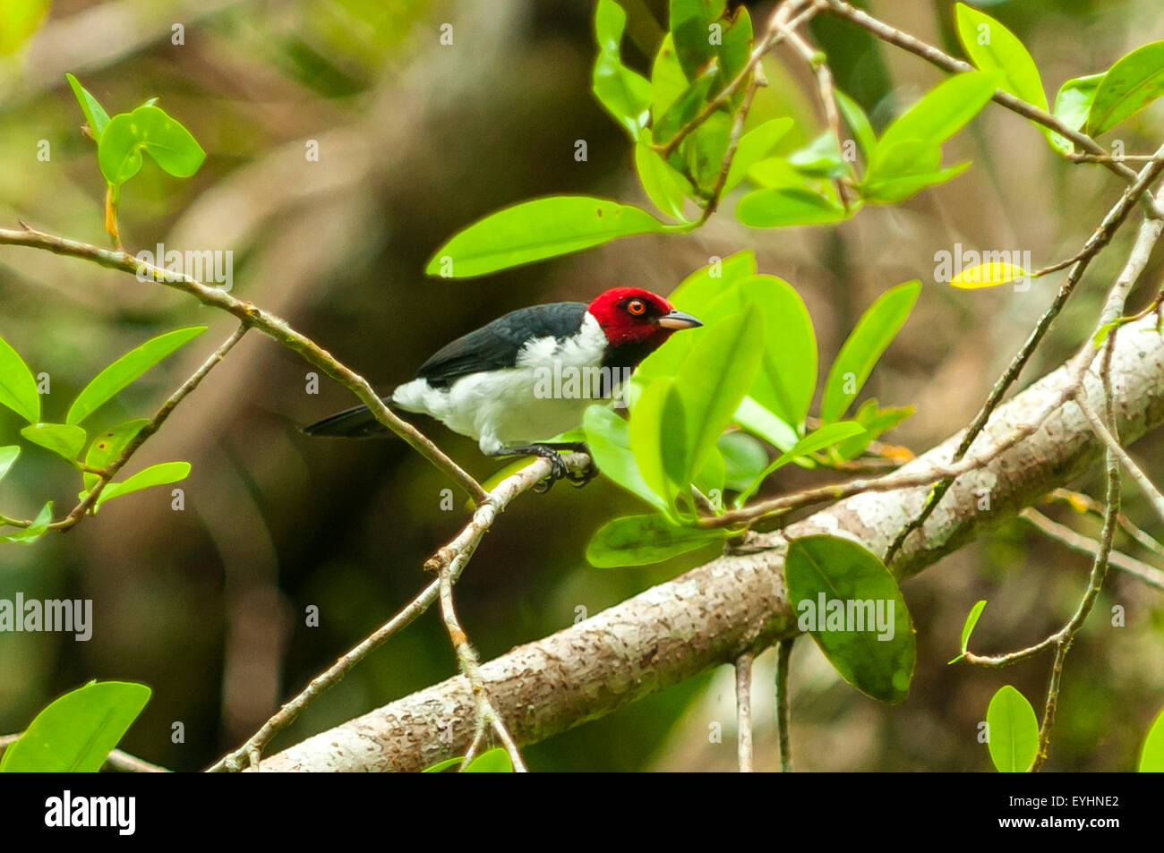 Paroaria Gularis, rot-capped Kardinal Napo Lagune, Yasuni NP, Ecuador Stockfoto
