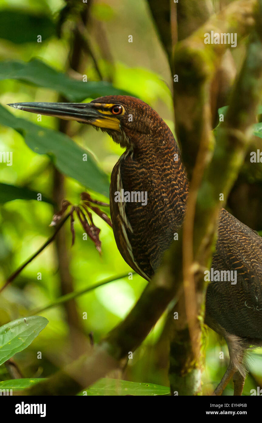 Tigrisoma geschieht, Tiger Heron, Napo Fluss, Ecuador Stockfoto