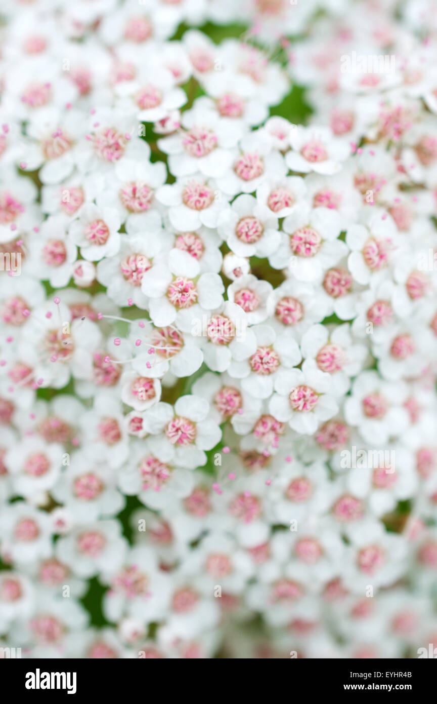 Ansammlung von kleinen fünf Blütenblättern weißen Blüten mit rosa Mitte und langen rosa Staubgefäßen Stockfoto