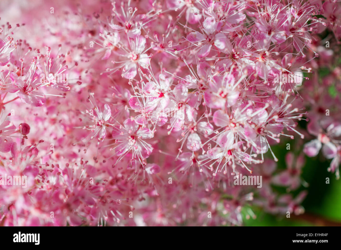 Die rosa Blüten der Filipendula Rubra Venusta, gemeinhin als Mädesüß