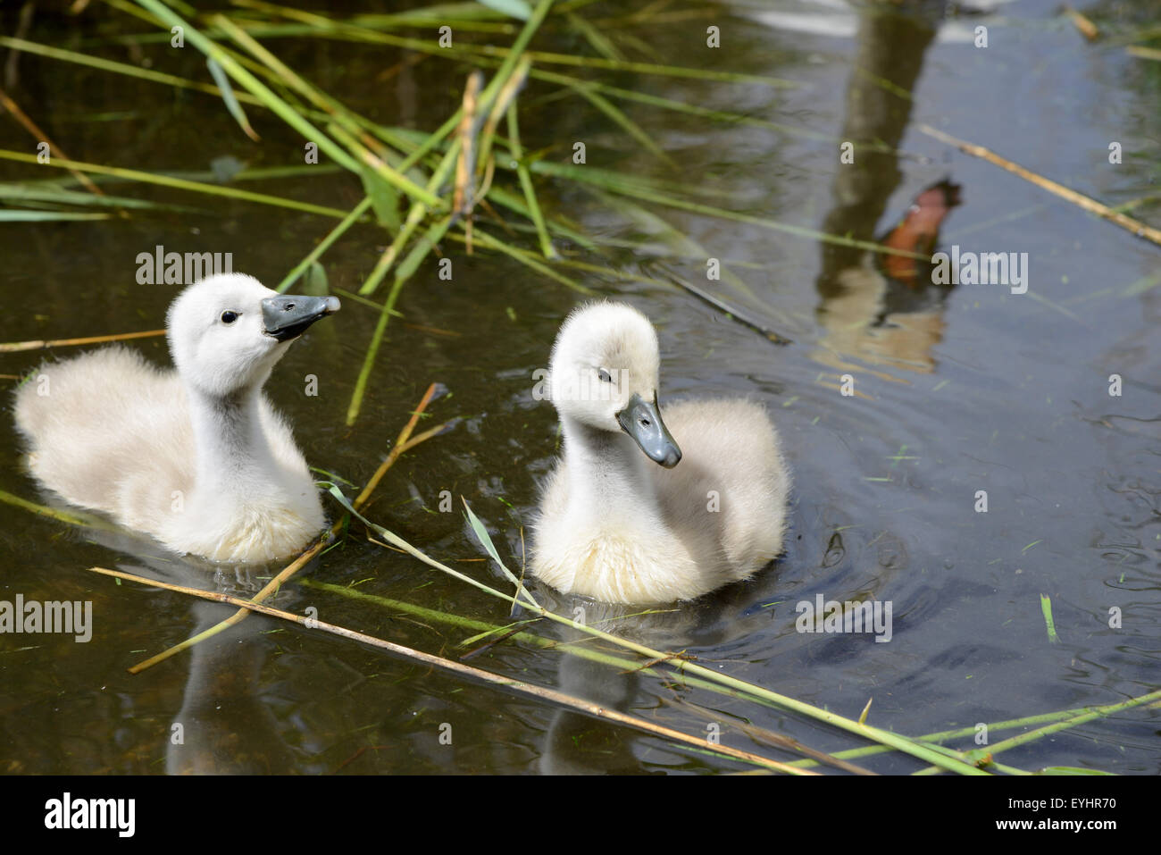 Cygnets und Reflexion der Schwan, England, UK Stockfoto