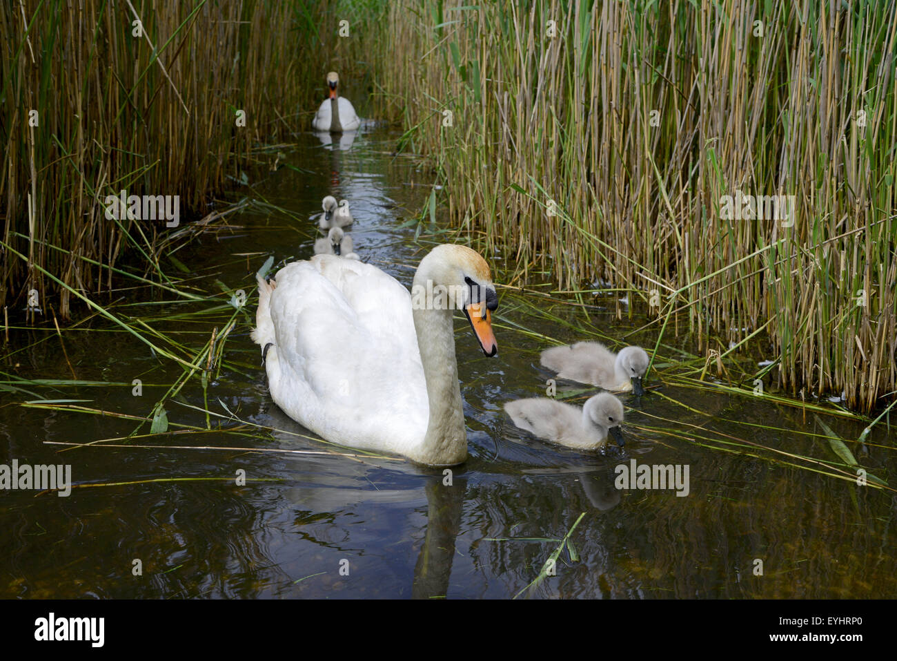 Abbotsbury Swannery, Schwäne und Cygnets, Dorset, England, UK Stockfoto