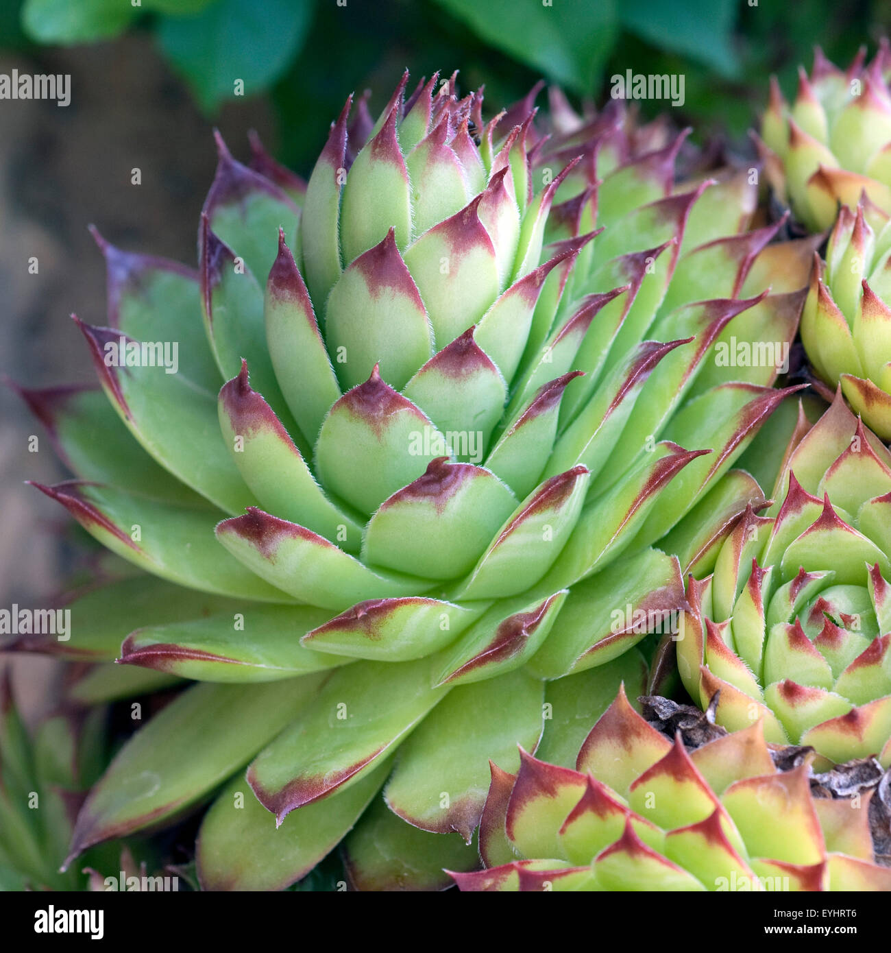 Hauswurz; Dachwurz; Sempervivum Tectorum; Stockfoto