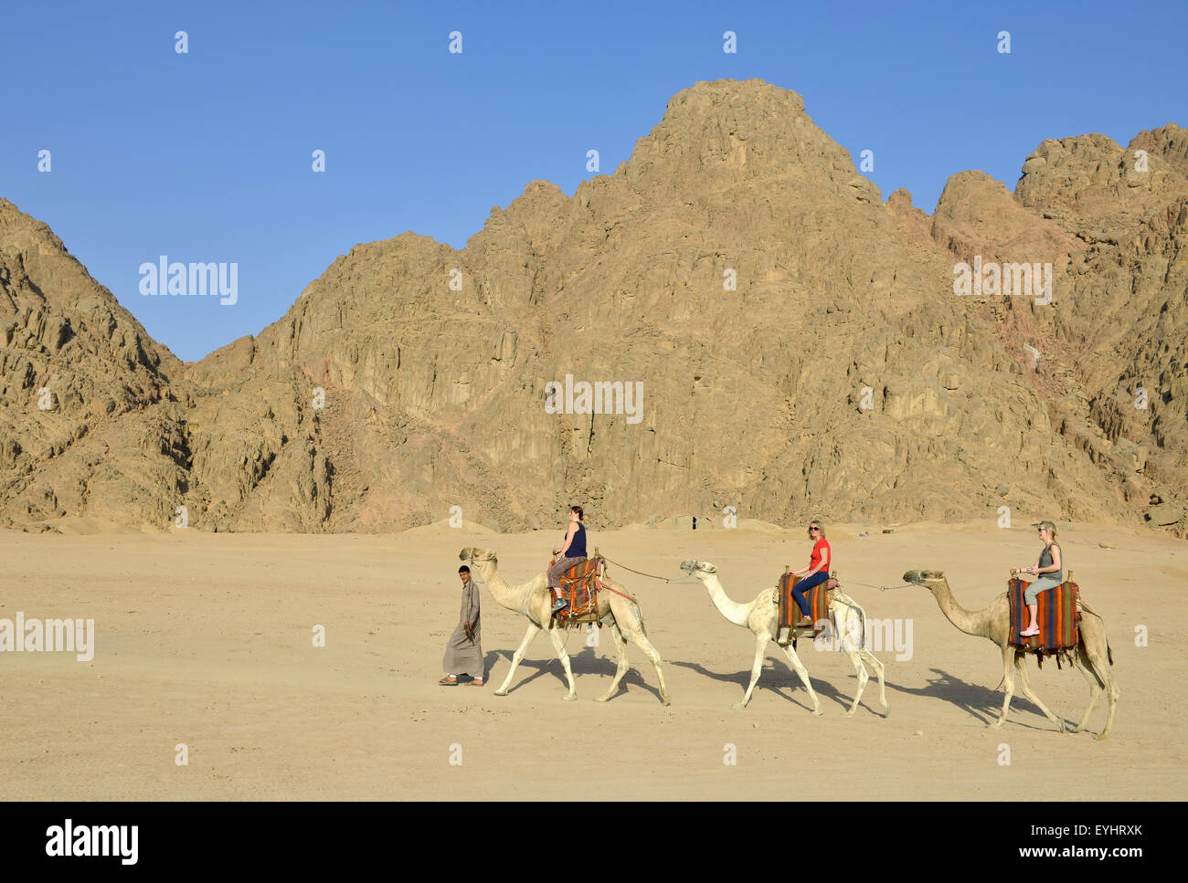 Touristen auf einem Kamel reiten in der Nähe von Sharm El Sheikh Ägypten Stockfoto