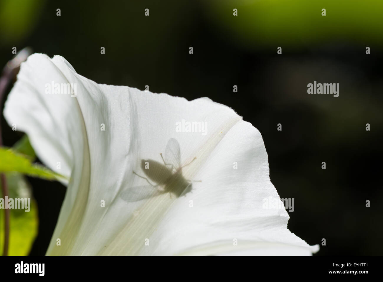 Silhouette der Biene durch Blume Blütenblatt Stockfoto