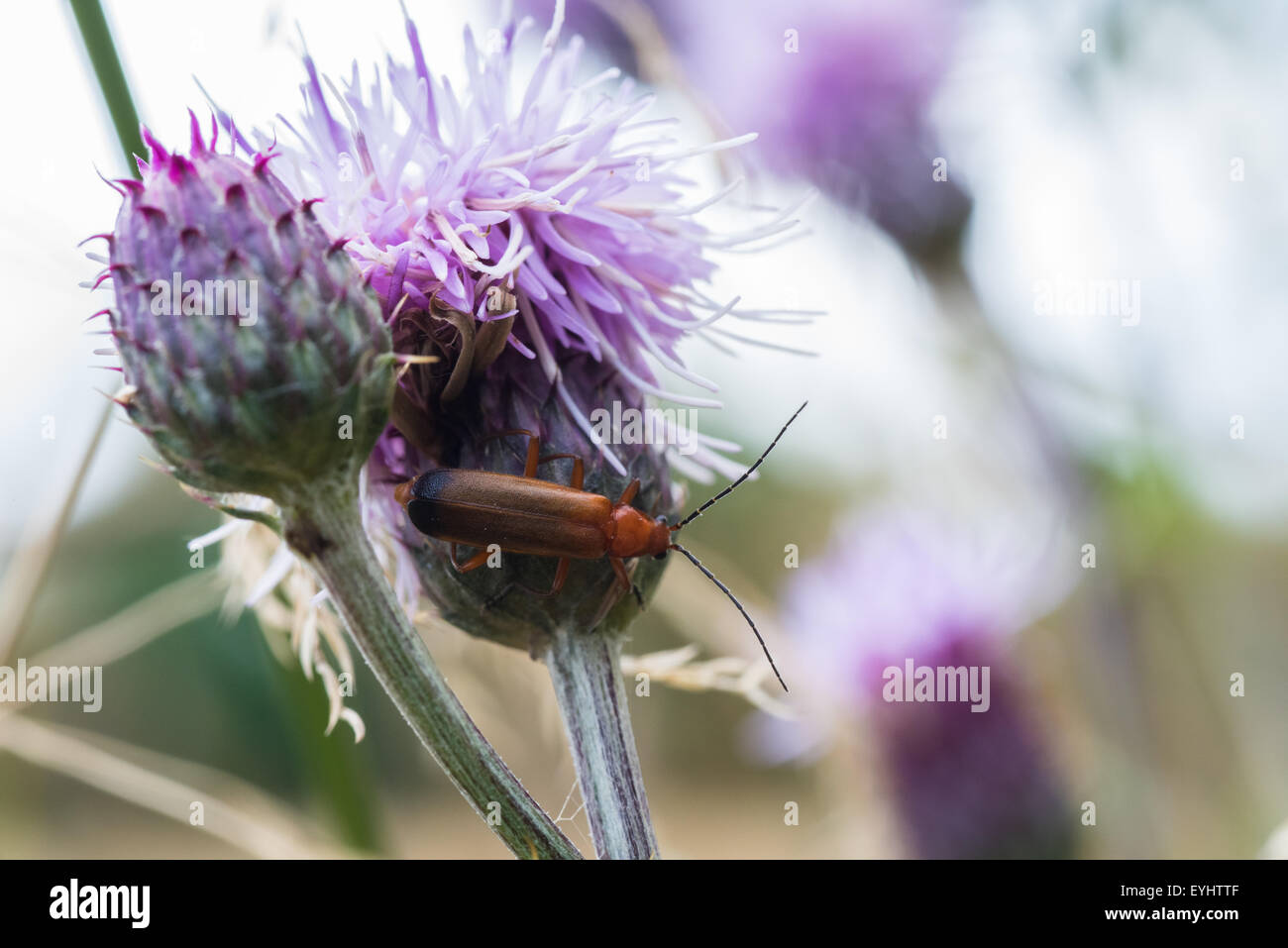 Bug auf lila Mariendistel Stockfoto
