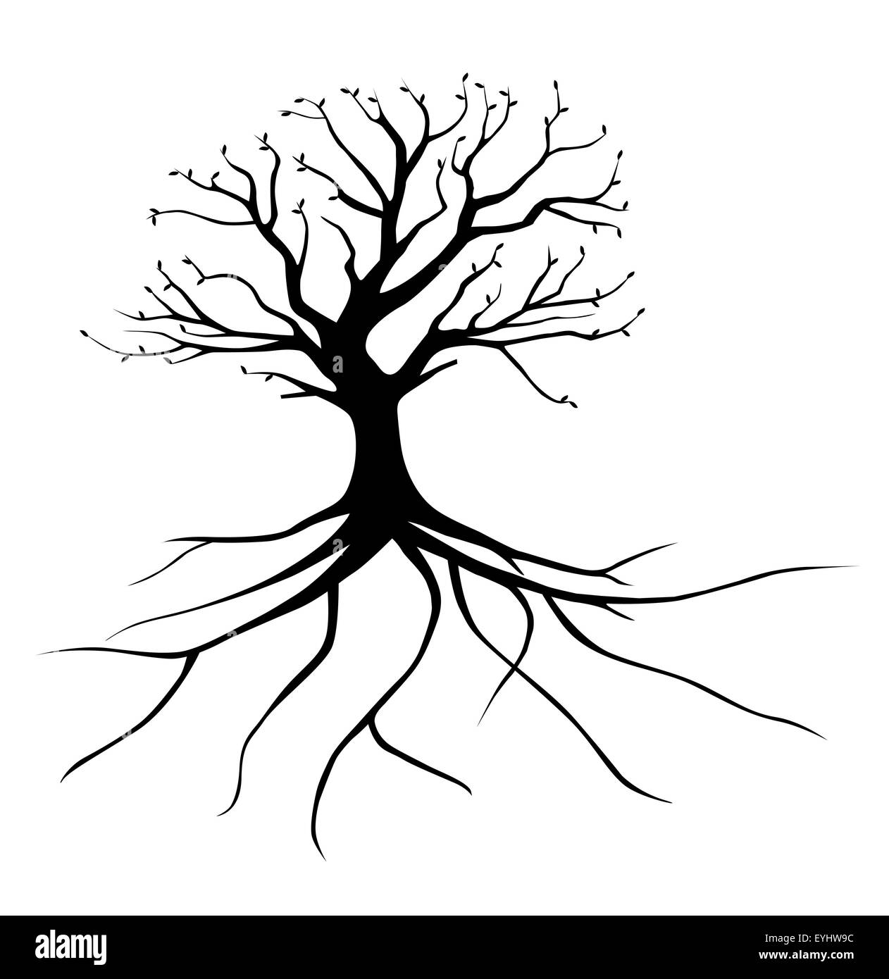 Baum mit Wurzeln Stockfoto