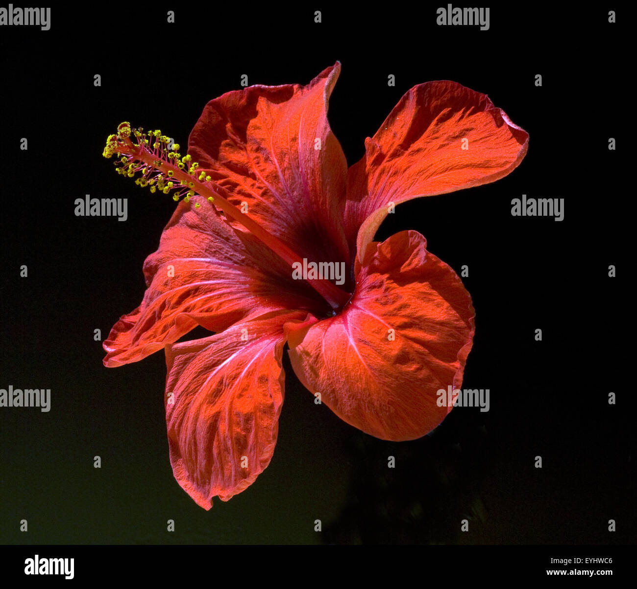 Hibiskus; Hibiscus Rosa-Sinensis; Roseneibisch; Hibiskusbluete; Stockfoto