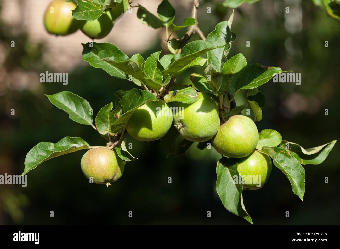 Fünf äpfel -Fotos und -Bildmaterial in hoher Auflösung – Alamy