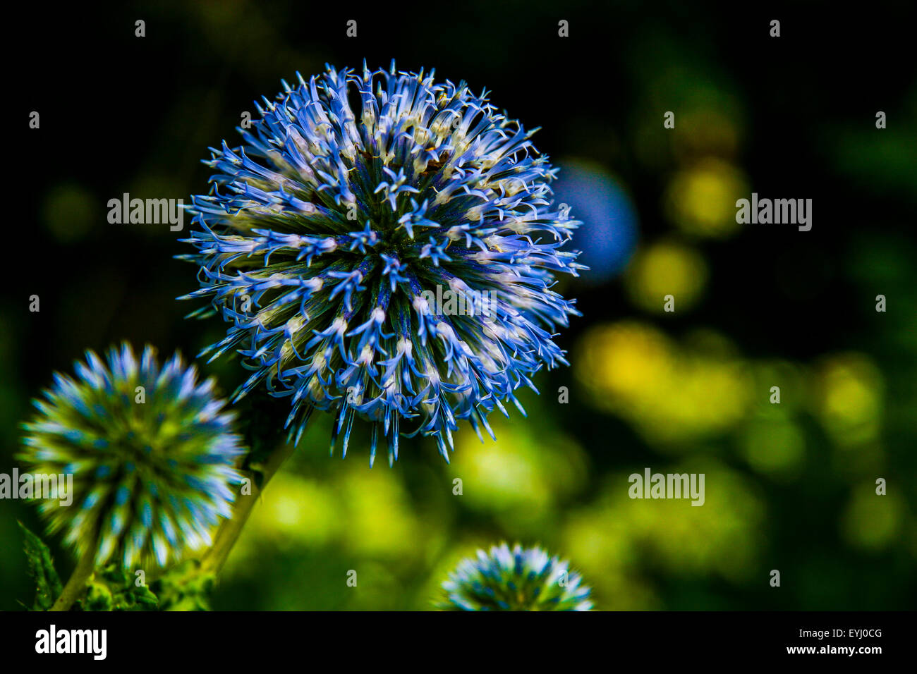 Echinops "Veitchs blue' (Globe Thistle) Blume in einem englischen Garten Stockfoto