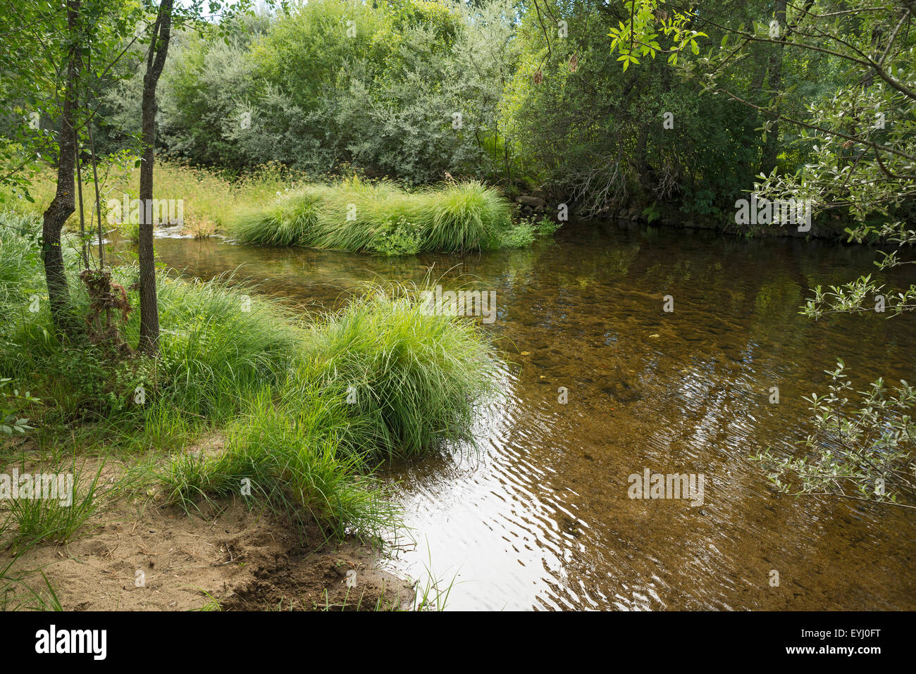 Lone Creek im Norden Spaniens Stockfoto