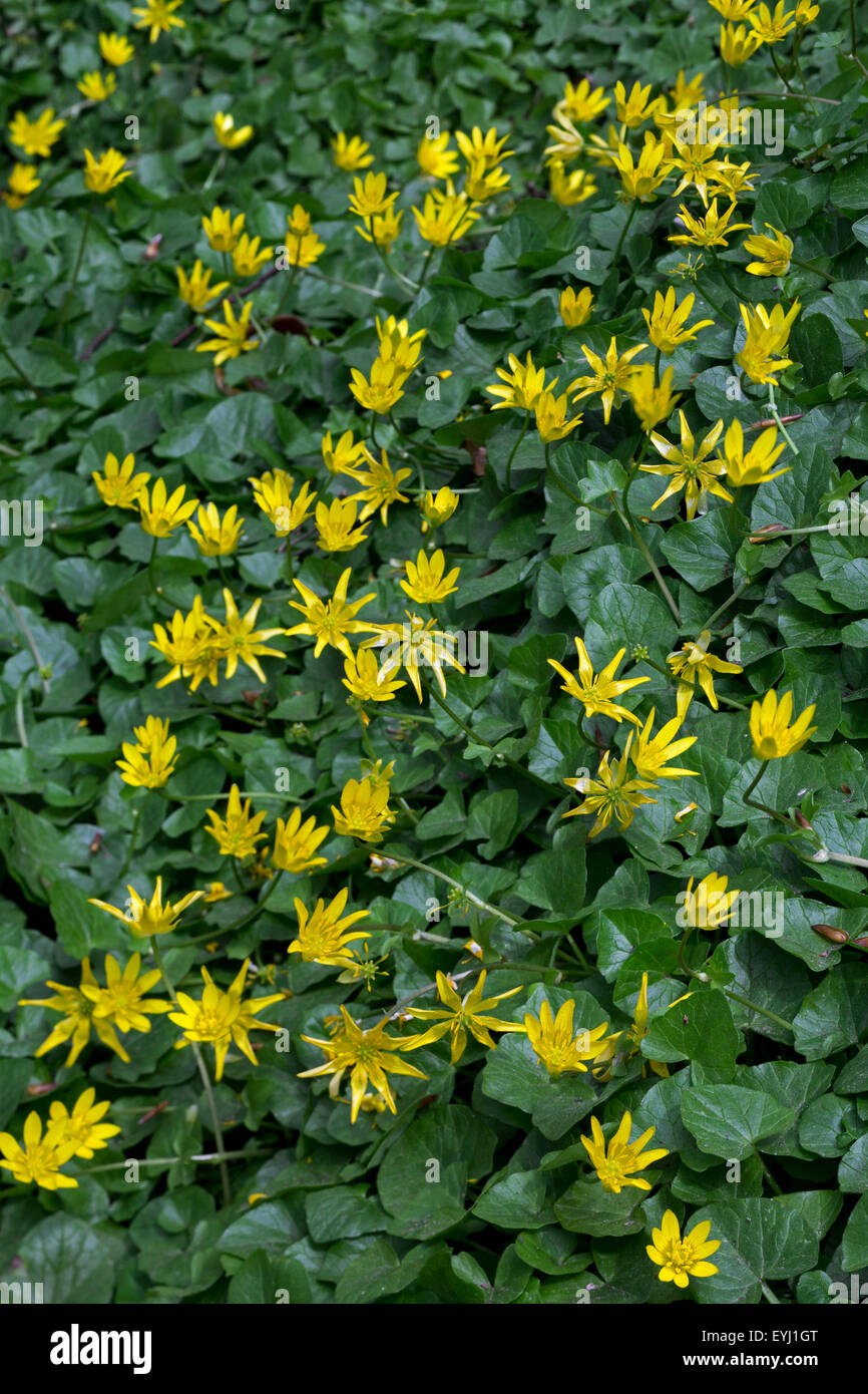 Kleinen Celandines (Ranunculus Ficaria Subspecies Bulbilifer / Ficaria Verna Subspecies Bulbifer) in Blüte Stockfoto