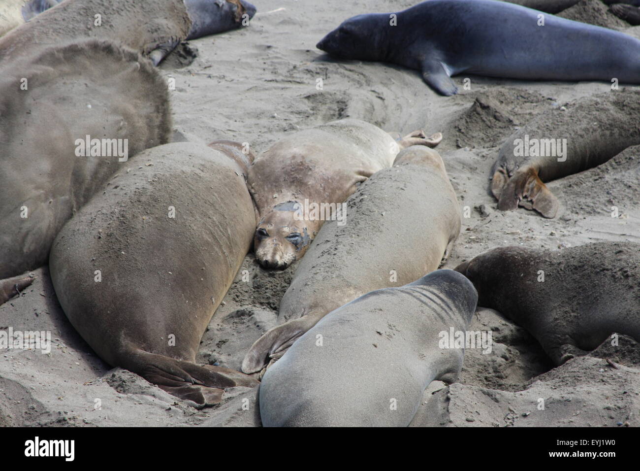 Bewegt sich entlang des Pacific Coast Highway / US1, Kalifornien USA Stockfoto