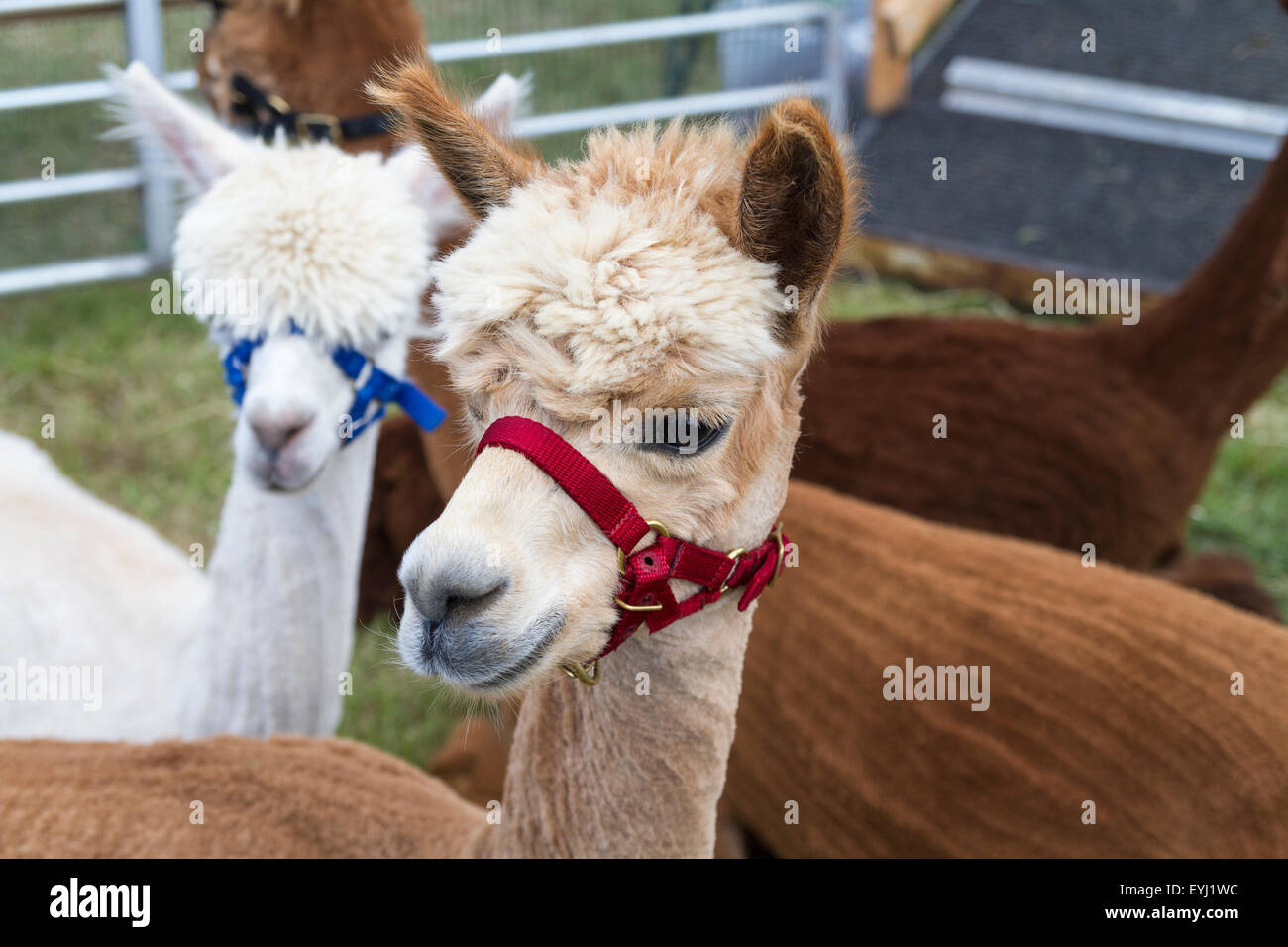 Alpakas auf dem Display an der 2015 Haddington Agricultural Show Stockfoto