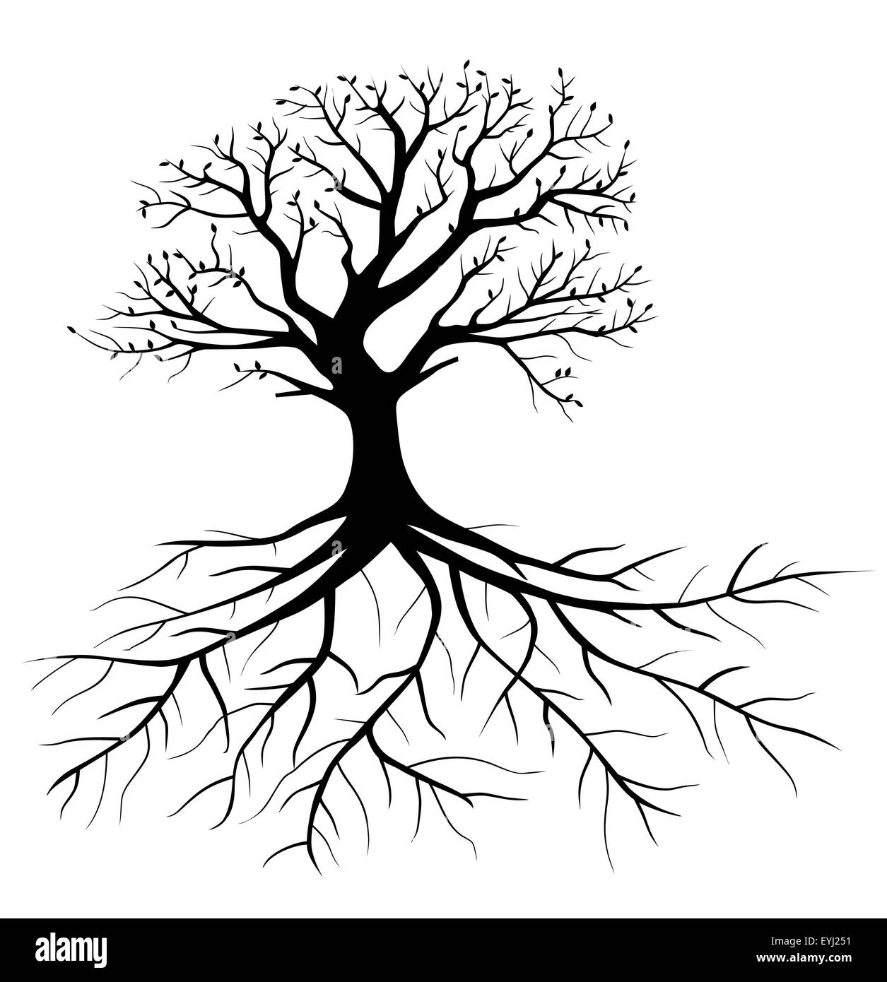 Baum mit Wurzeln Stockfoto