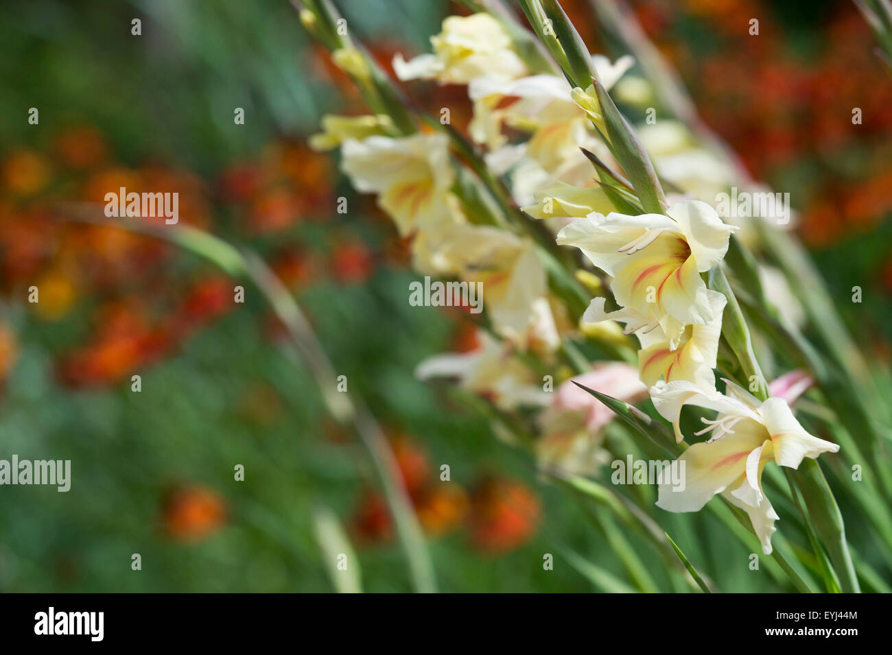 Gladiolus nanus Fotos und Bildmaterial in hoher Auflösung Alamy