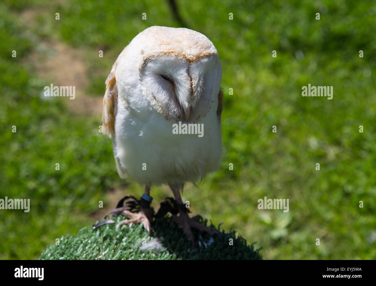 Baby-Eule Stockfoto