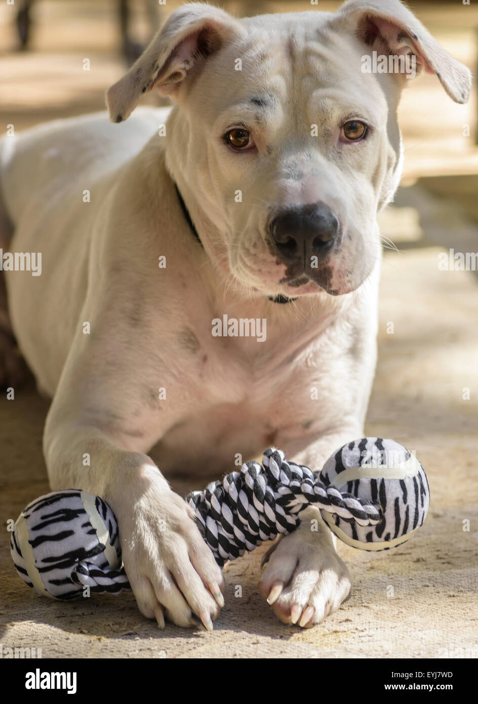 American Bulldog weiblich Stockfoto