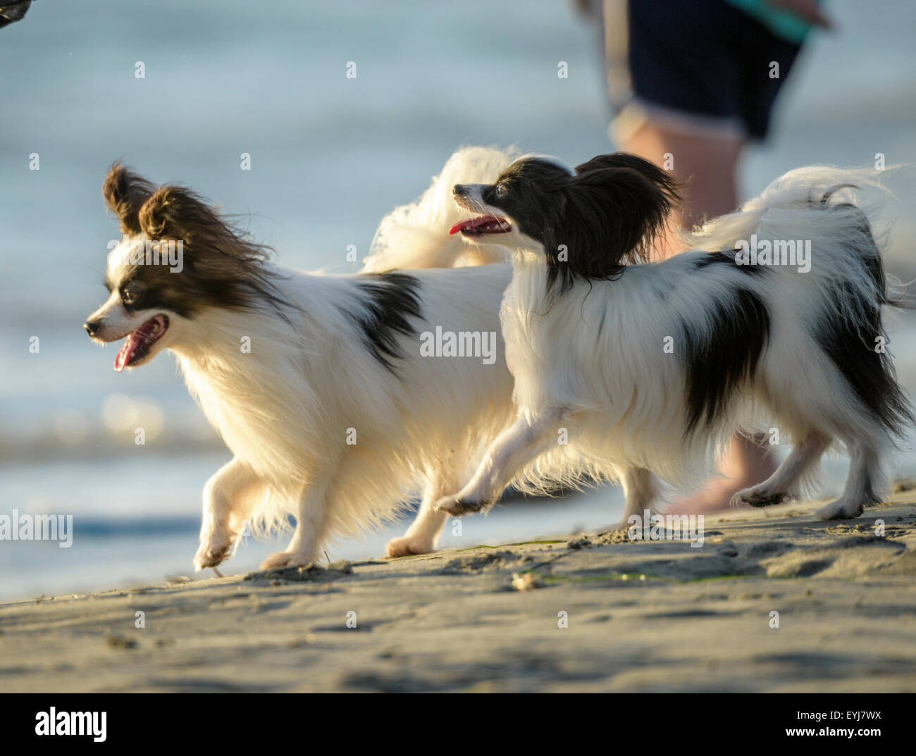 Papillon Hund am Hundestrand Ocean Beach, CA Stockfoto