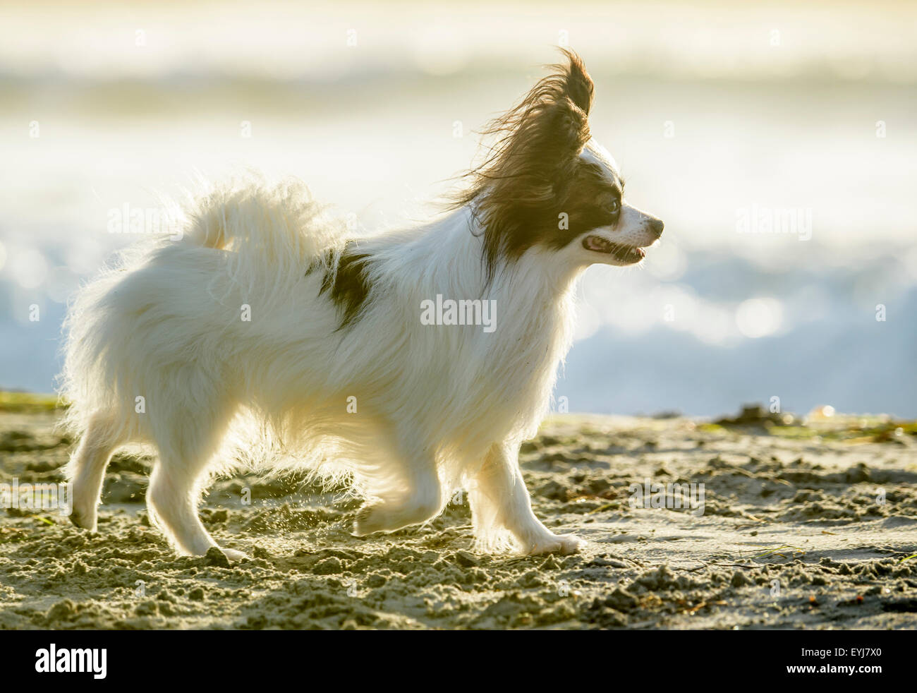 Papillon Hund am Hundestrand Ocean Beach, CA Stockfoto