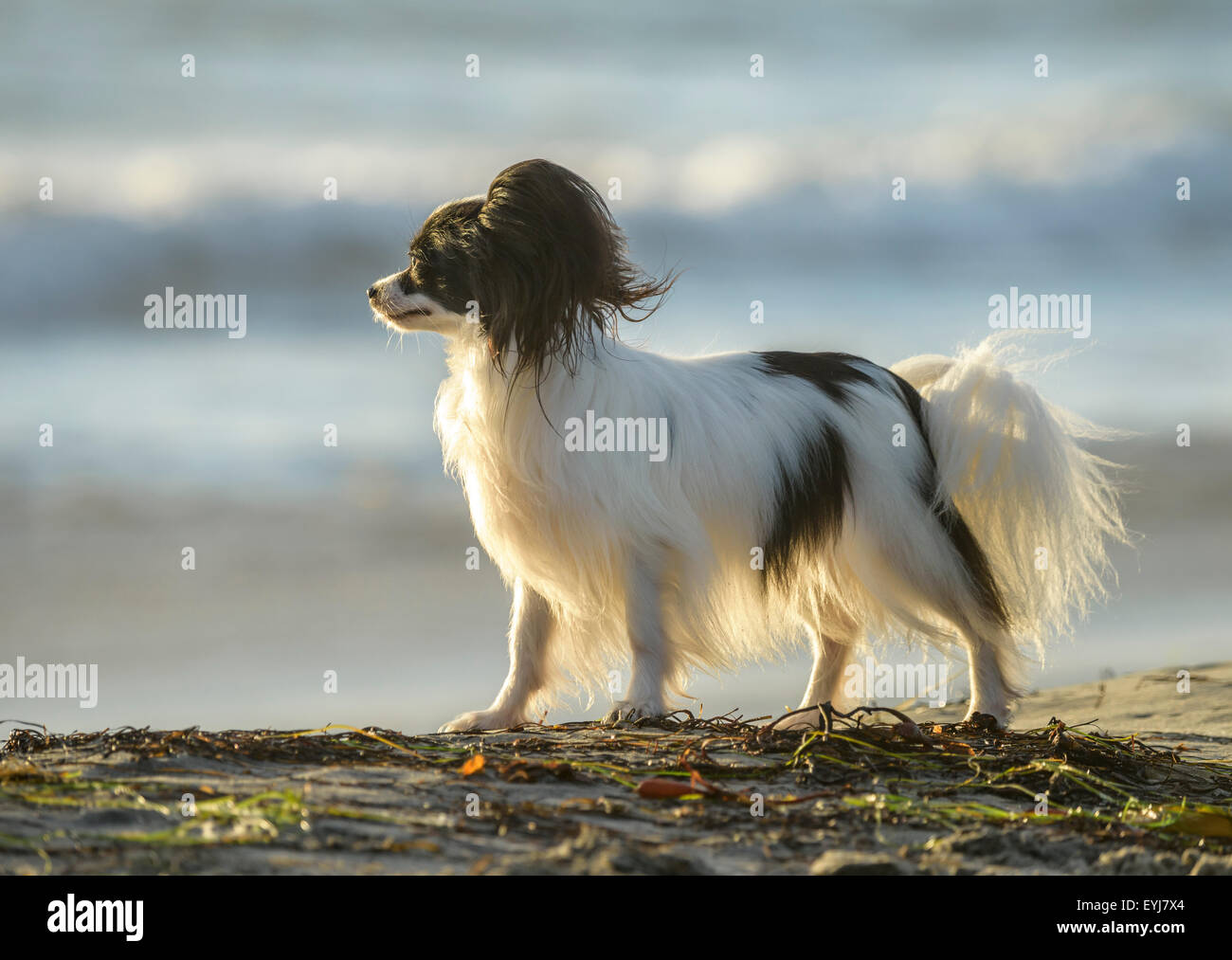 Papillon Hund am Hundestrand Ocean Beach, CA Stockfoto