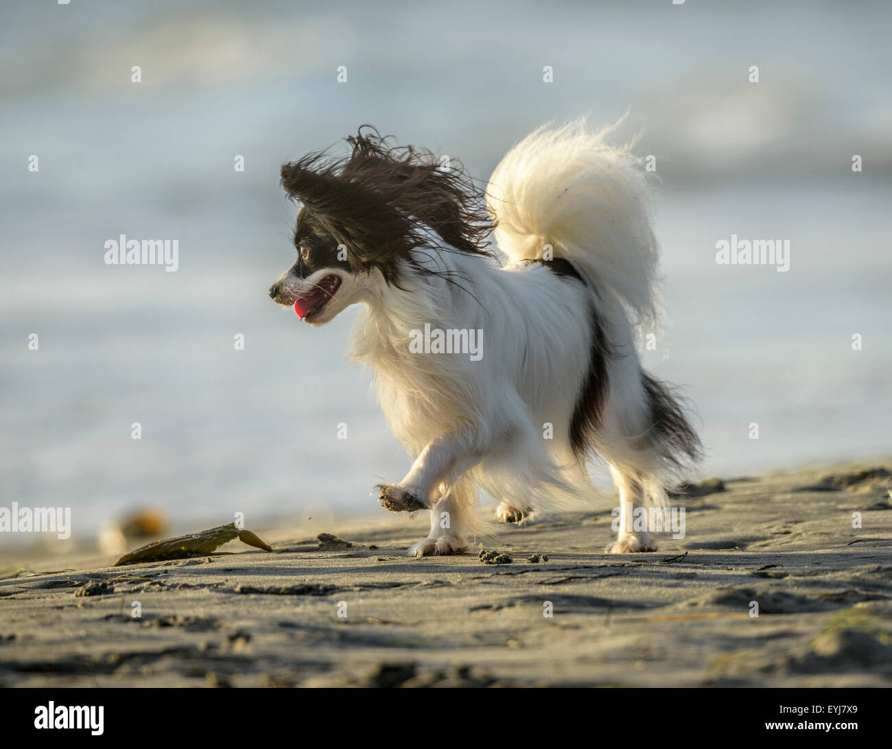 Papillon Hund am Hundestrand Ocean Beach, CA Stockfoto