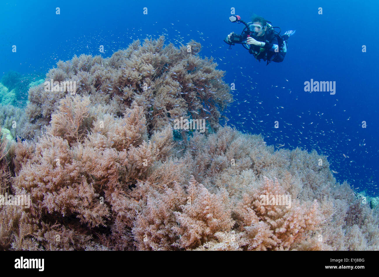 Unterwasserfotograf man ein Foto von einem weichen Korallengarten, Menjangan Island Nationalpark West Bali, Indonesien Stockfoto