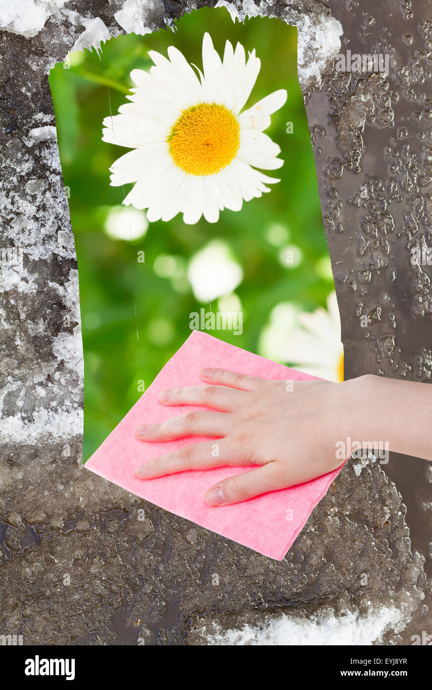 Saison Konzept - Hand löscht Schneeschmelze durch rosa Tuch aus Bild und grüner Wiese mit Blume erscheint Stockfoto