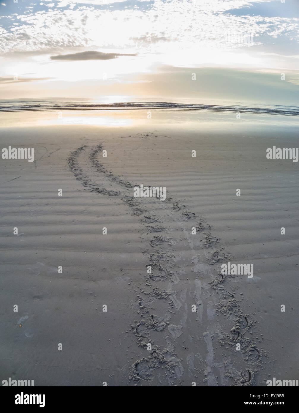 Meeresschildkröte-Spuren im Sand offenbaren, wo weibliche Turle Eiablage in der Nacht. Stockfoto