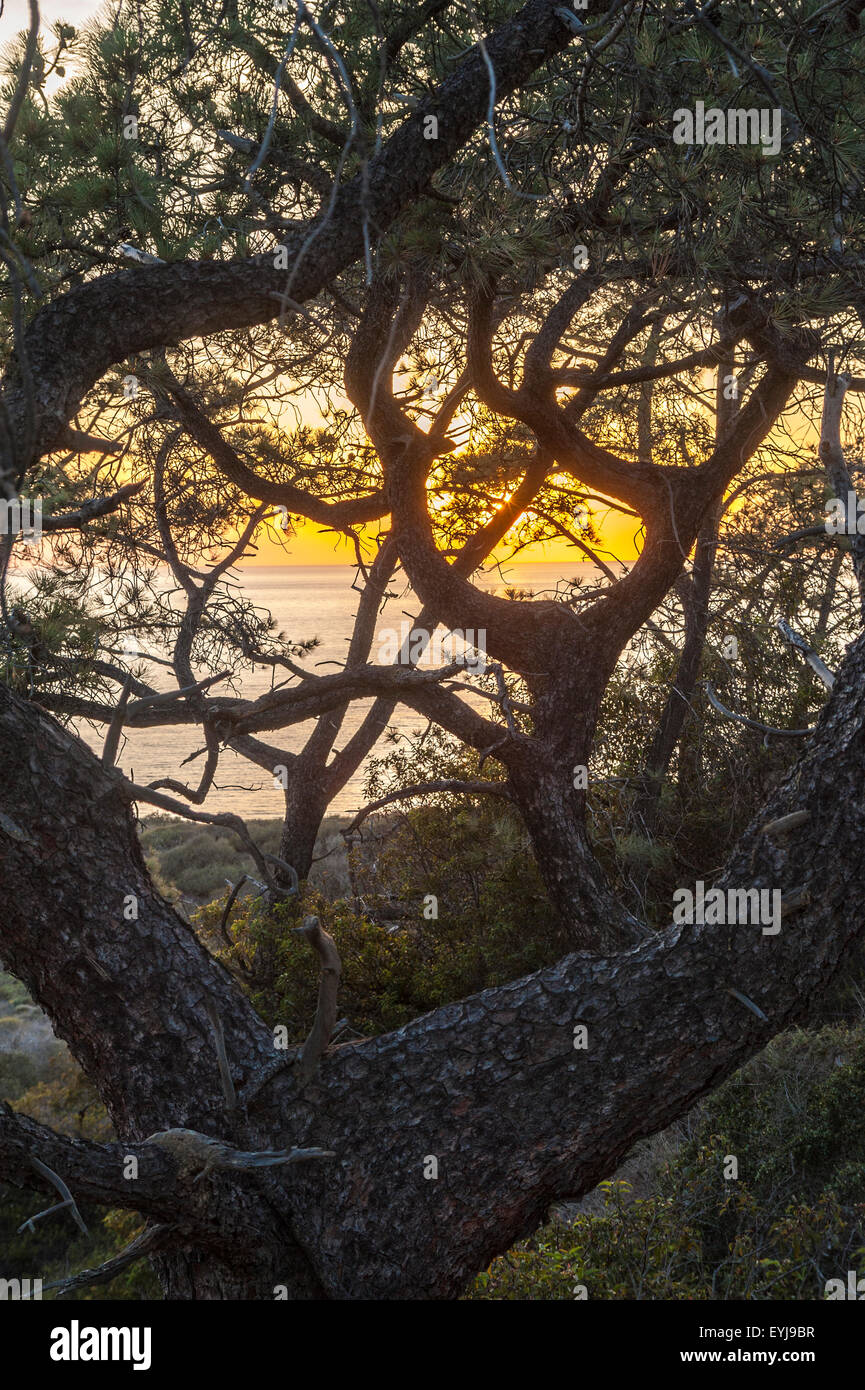 Sonnenuntergang am Pazifik in Torrey Pines State Park, Kalifornien Stockfoto