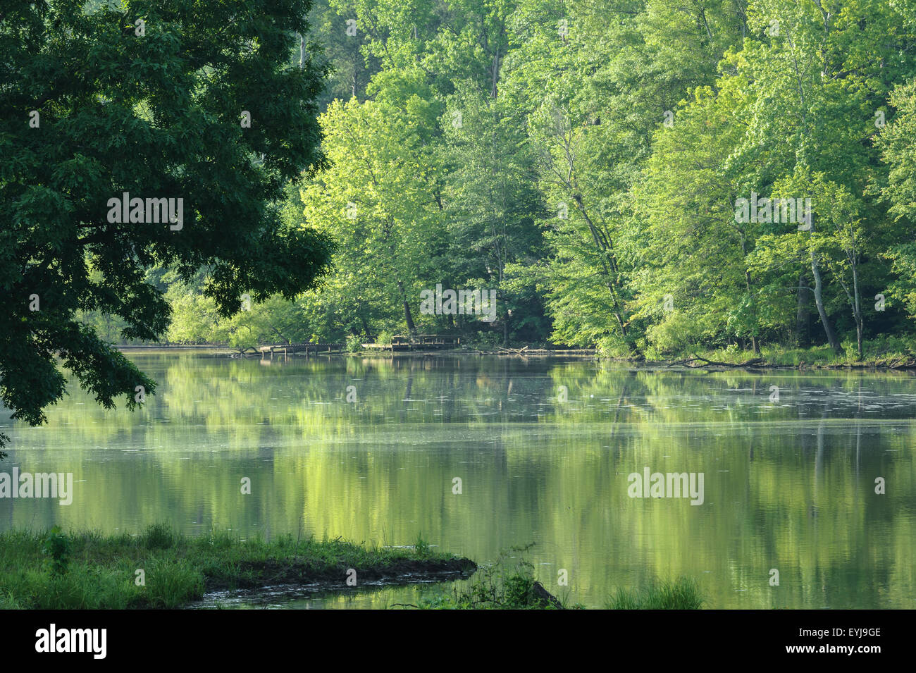 Ruhigen bewaldeten See und Ufer, am frühen Morgen Stockfoto