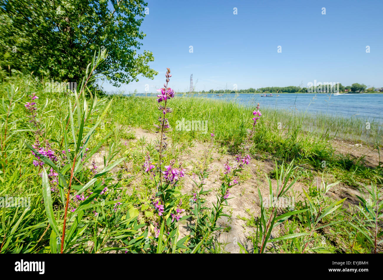 Boucherville Inseln, "Parc national des Îles-de-Boucherville", in der Nähe von Montreal, Quebec, Kanada Stockfoto