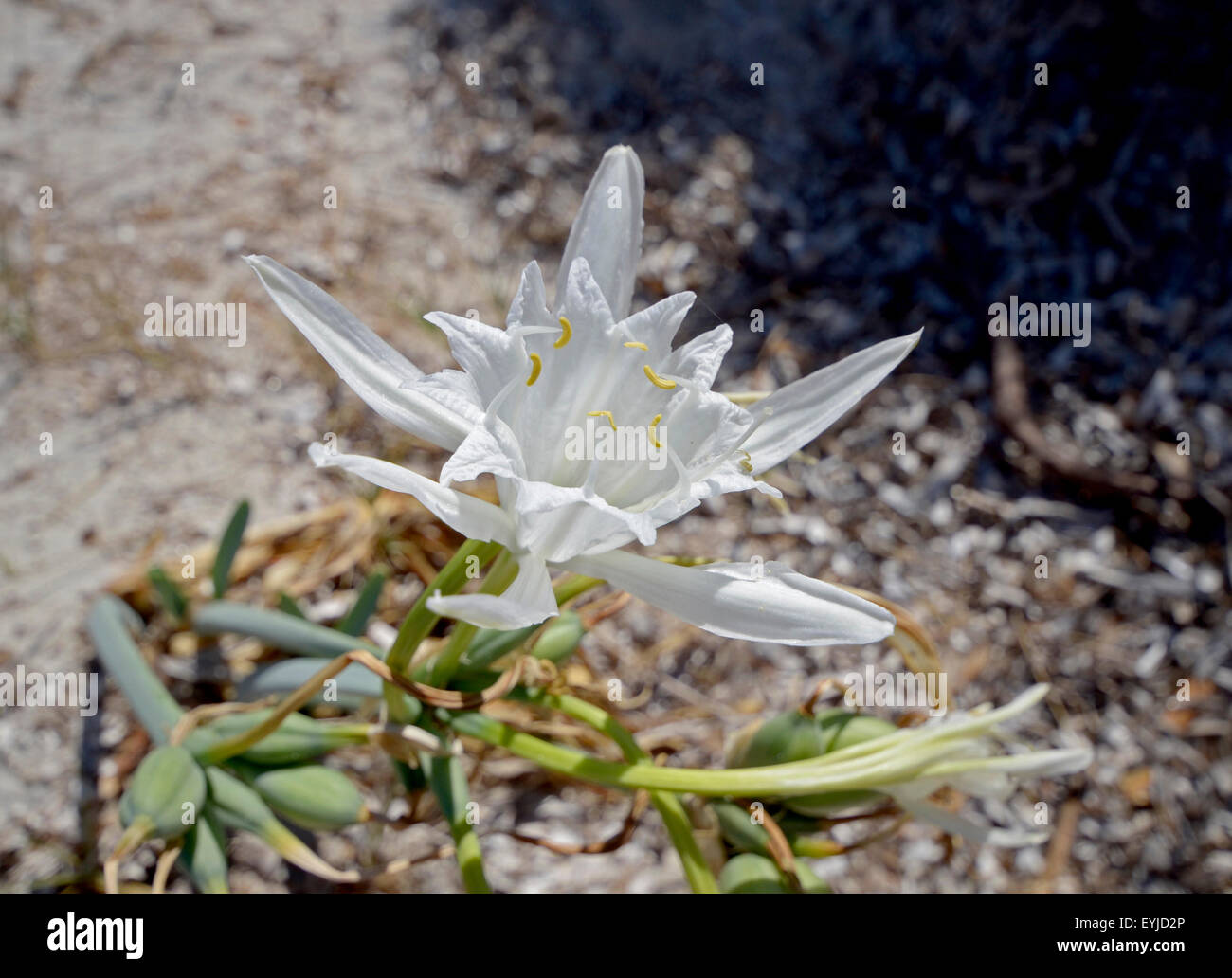 Sardinien, Italien: eine Blume vom Meer Lilie (Pancratium Maritimum) Stockfoto