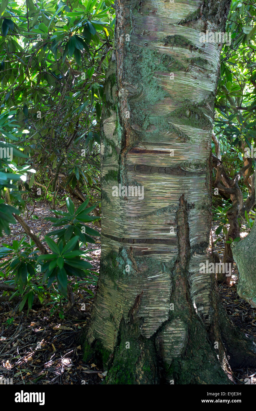 Betula Ermanii, Gold-Birke im Botanischen Garten Stockfoto