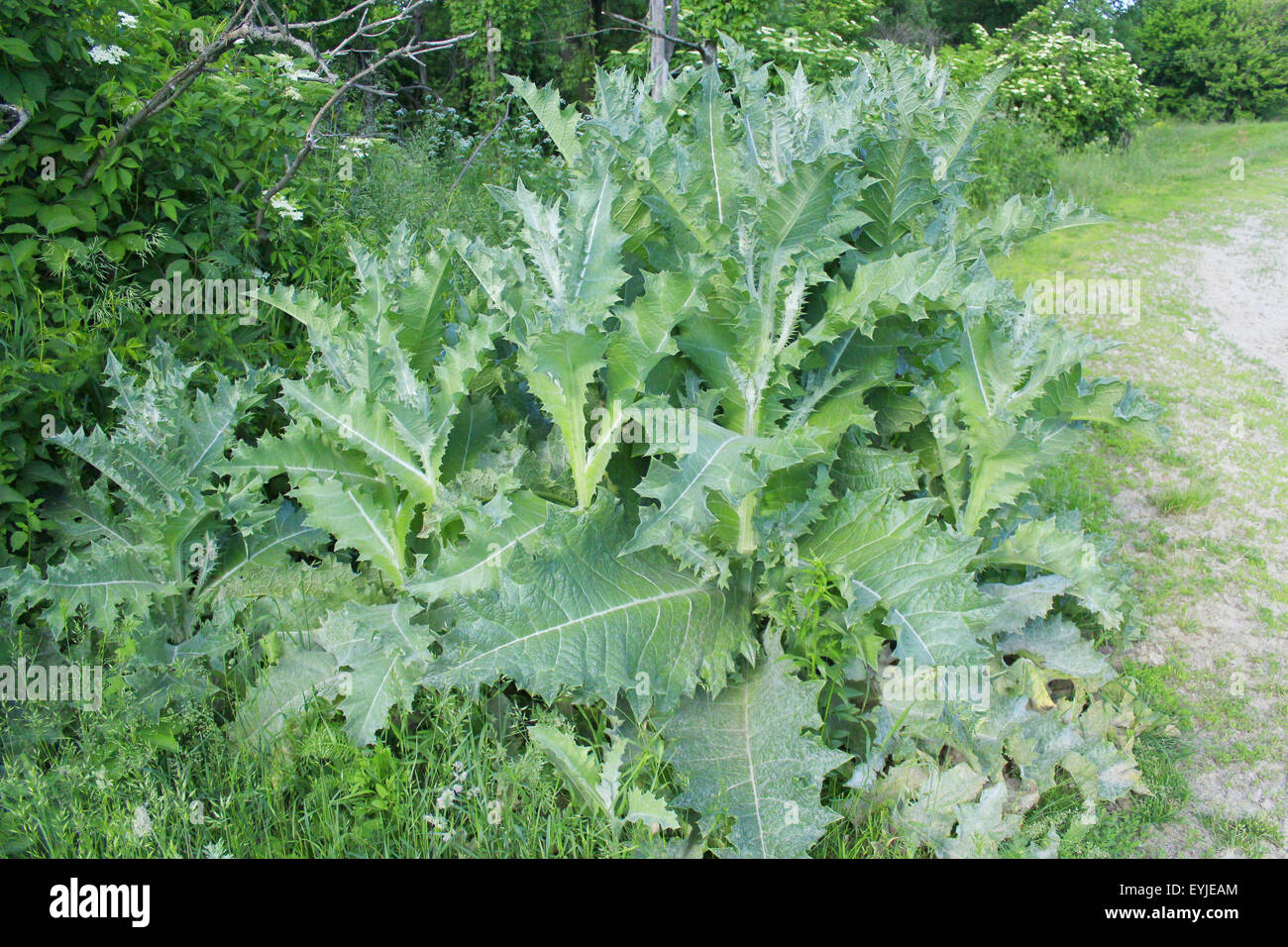 große Busch von Sonchus Arvensis mit große grüne Blätter Stockfoto