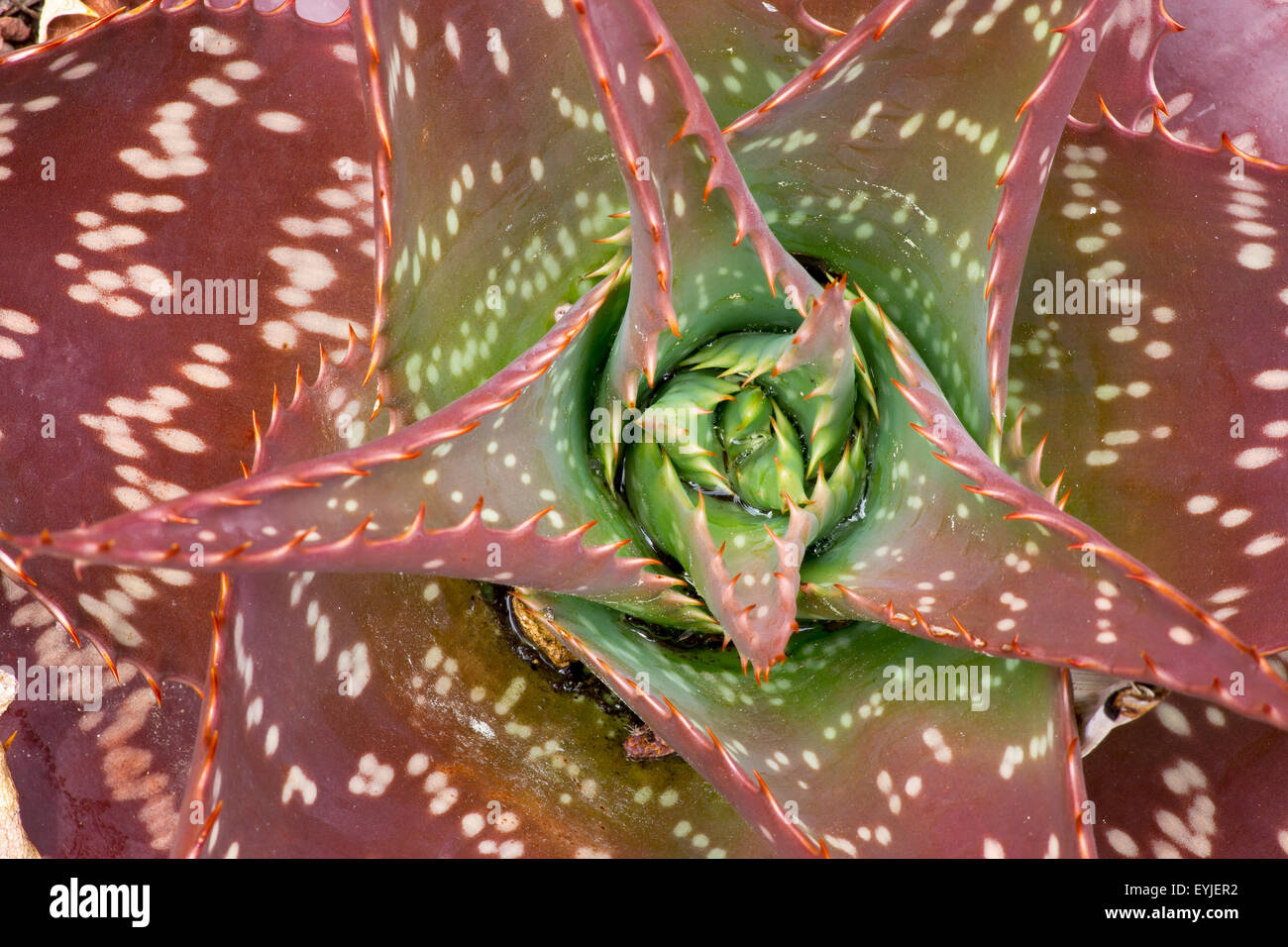 agave parryi v couesii Agave parryi v. couesii – Happy Valley Plants