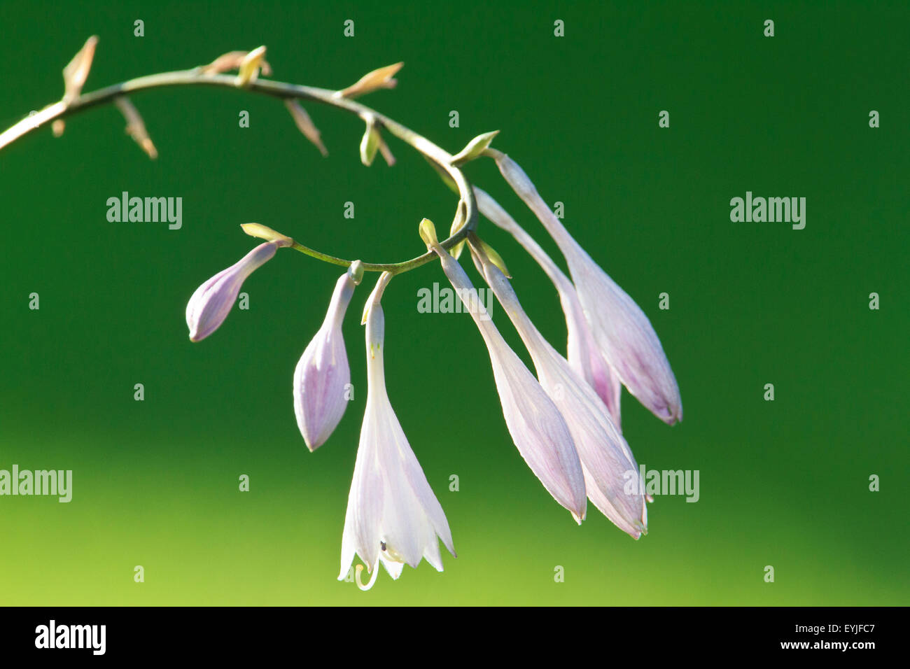 Hosta (Wegerich Lilien, Giboshi) Blumen Stockfoto