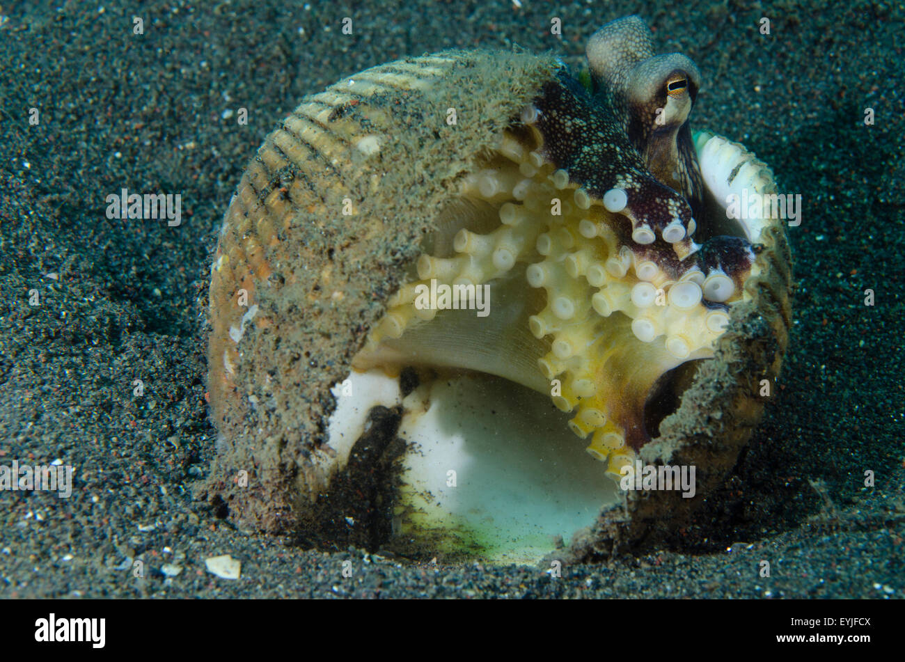 Kokosnuss Oktopus, Amphioctopus Marginatus, lebt in einer verlassenen Clam-Shell Puri Jati, Seririt, Nord Bali, Indonesien Stockfoto