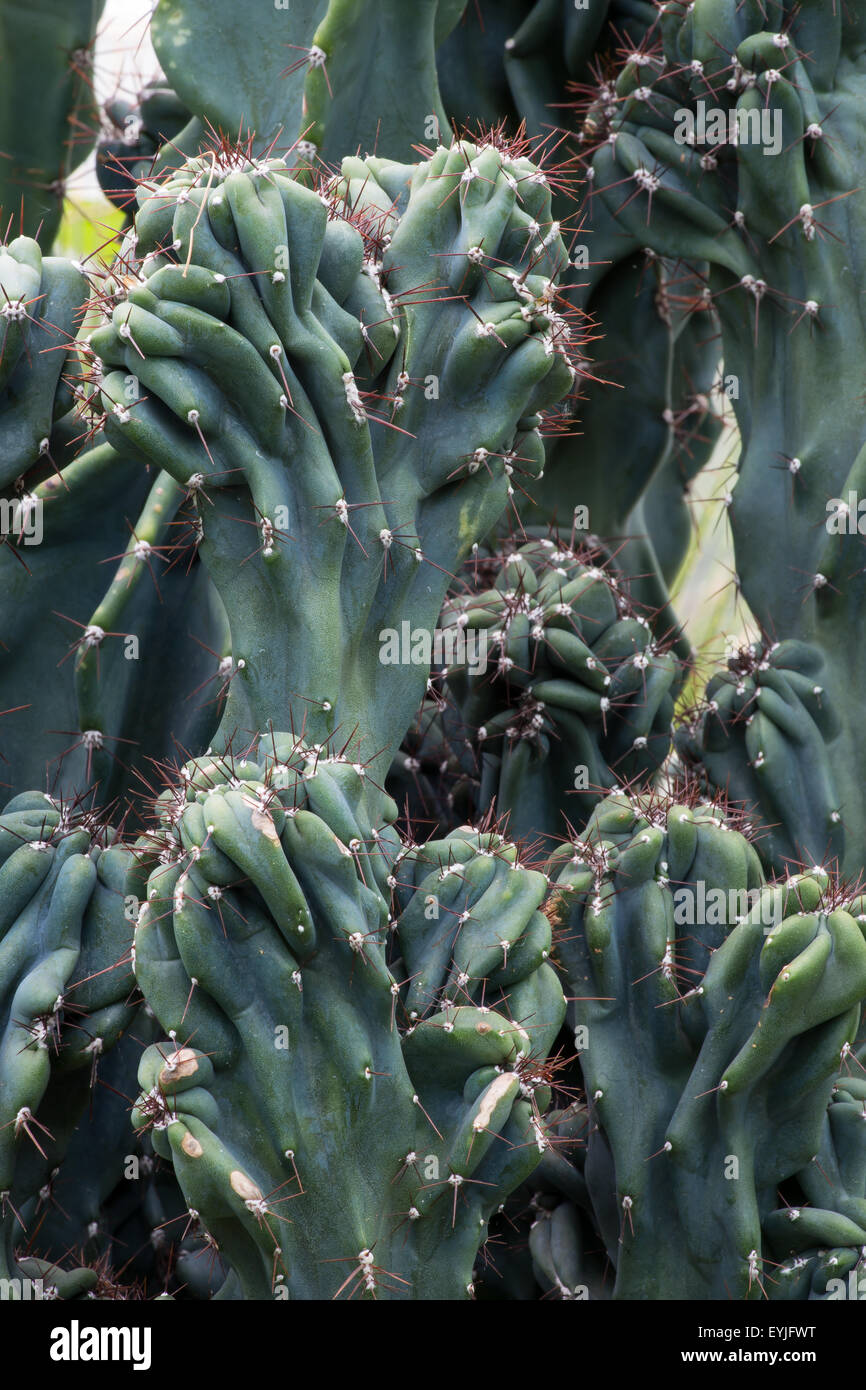 Tropische Pflanze Kaktus Cactaceae, Cereus Hildmannianus monstrose Stockfoto