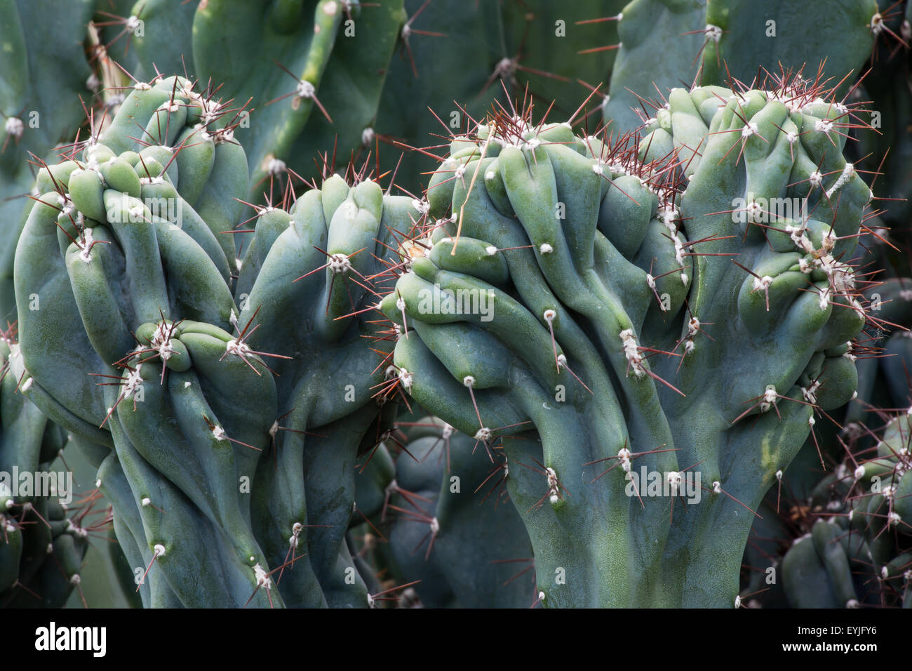 Tropische Pflanze Kaktus Cactaceae, Cereus Hildmannianus monstrose Stockfoto