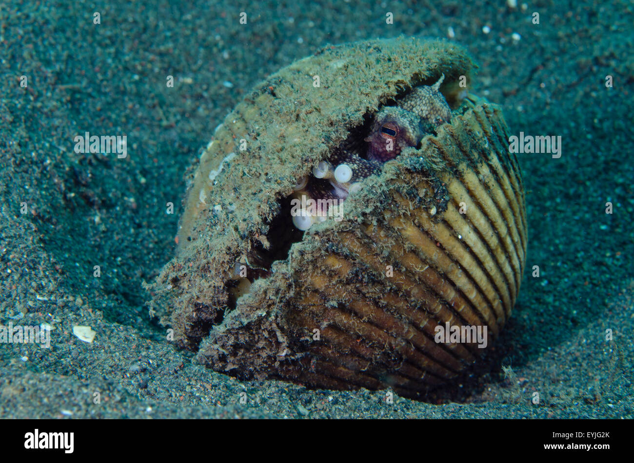 Kokosnuss Oktopus, Amphioctopus Marginatus, lebt in einer verlassenen Clam-Shell Puri Jati, Paci Seririt, Nord Bali, Indonesien Stockfoto