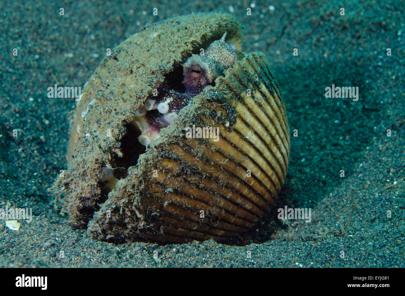 Kokosnuss Oktopus, Amphioctopus Marginatus, lebt in einer verlassenen Clam-Shell Puri Jati, Seririt, Nord Bali, Indonesien Stockfoto